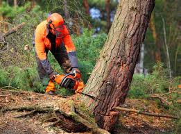 Best Emergency Tree Removal  in Westwood Shores, TX