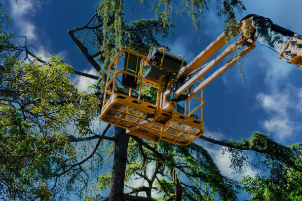 Best Tree Risk Assessment  in Westwood Shores, TX