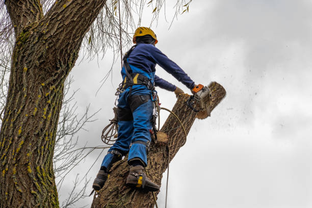 Westwood Shores, TX Tree Removal Company